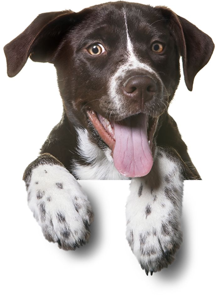 dogpng.parspng.com 9